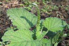 Heliotropium indicum